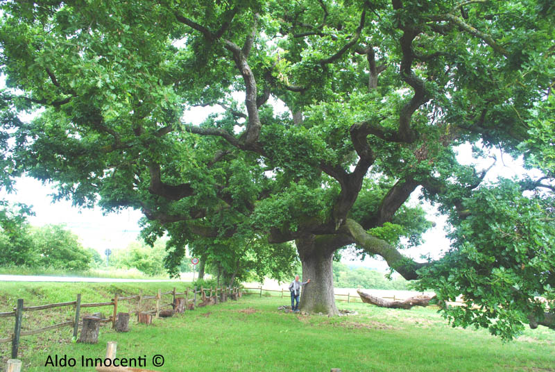 QUERCIA DELLE CHECCHE: 8' IMMAGINE
